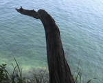 海へ伸びる枯れ木
